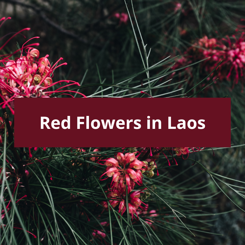 Red-Flowers-in-Laos