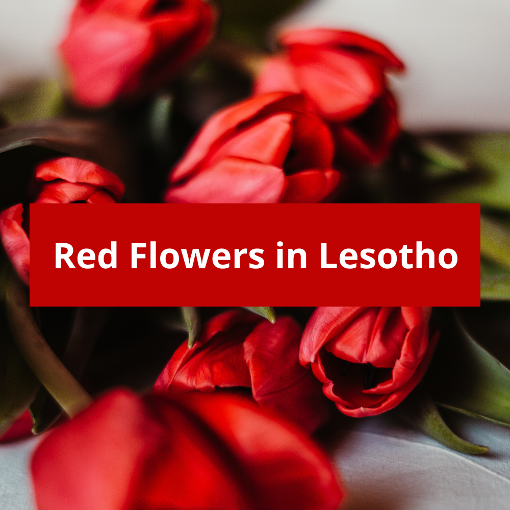 Red-Flowers-in-Lesotho
