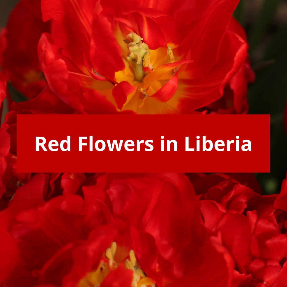Red-Flowers-in-Liberia