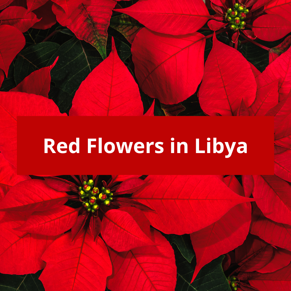 Red-Flowers-in-Libya