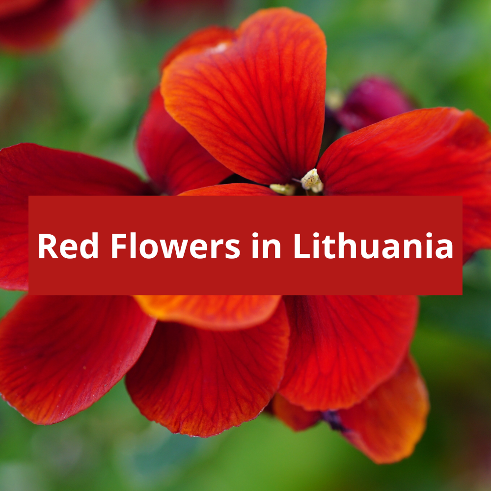 Red-Flowers-in-Lithuania