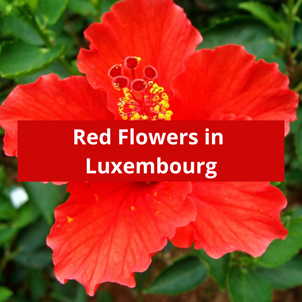 Red-Flowers-in-Luxembourg