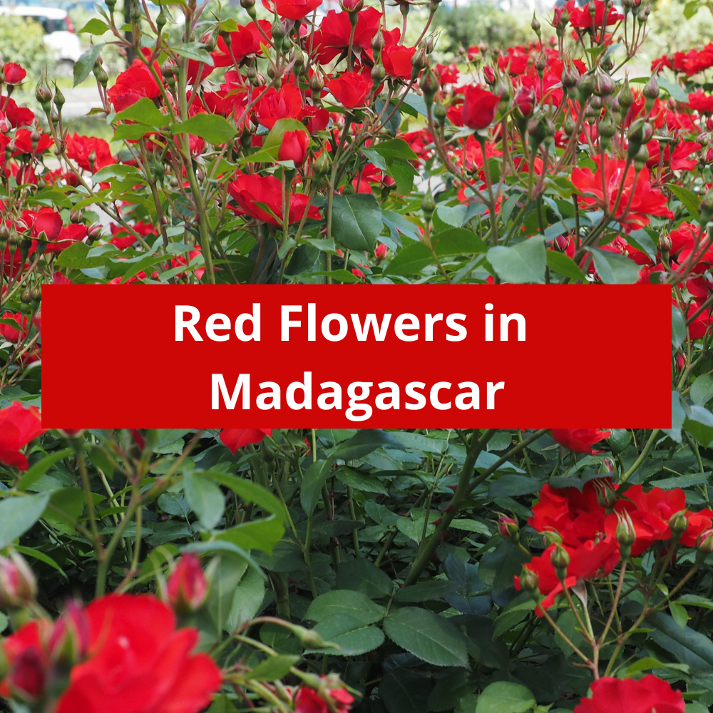 Red-Flowers-in-Madagascar