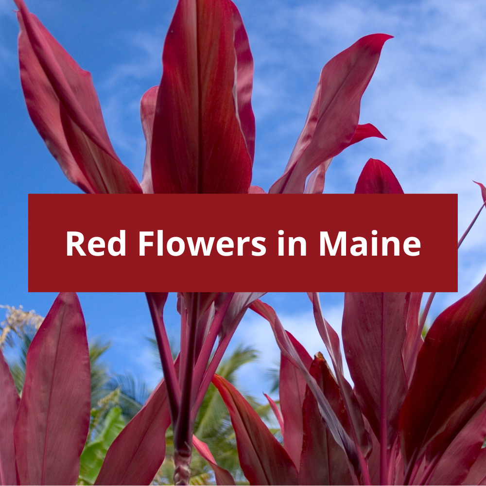 Red-Flowers-in-Maine