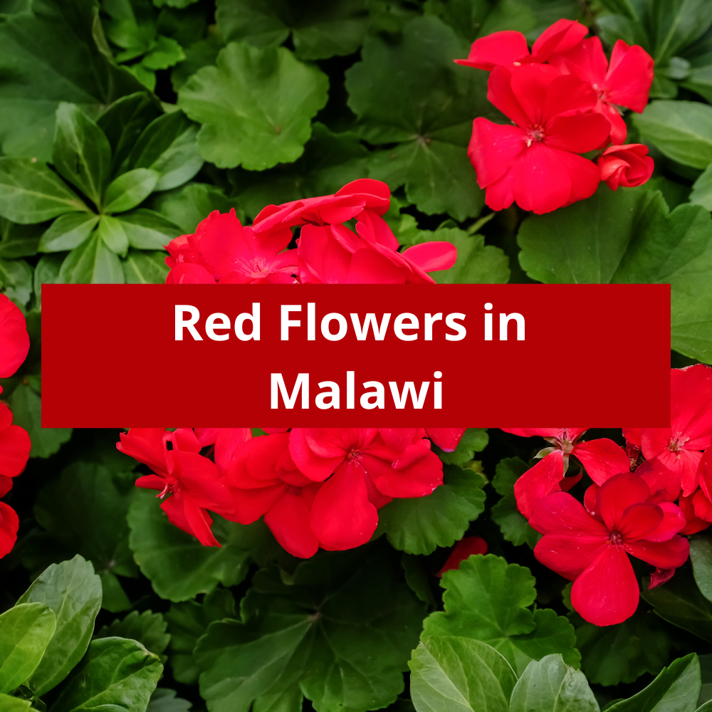 Red-Flowers-in-Malawi