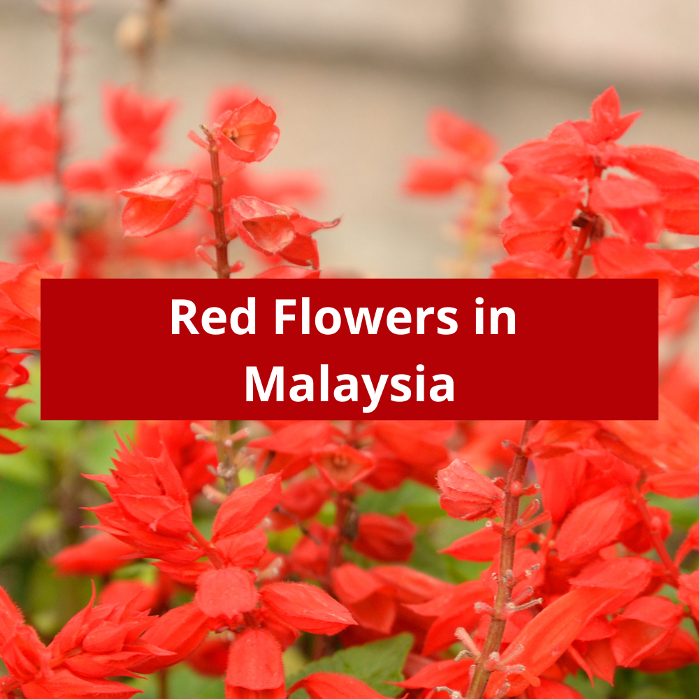 Red-Flowers-in-Malaysia