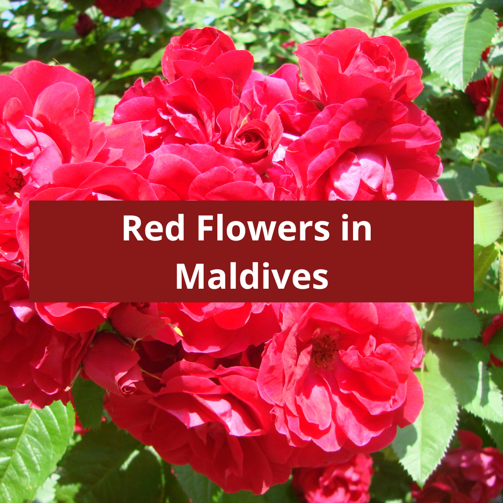 Red-Flowers-in-Maldives