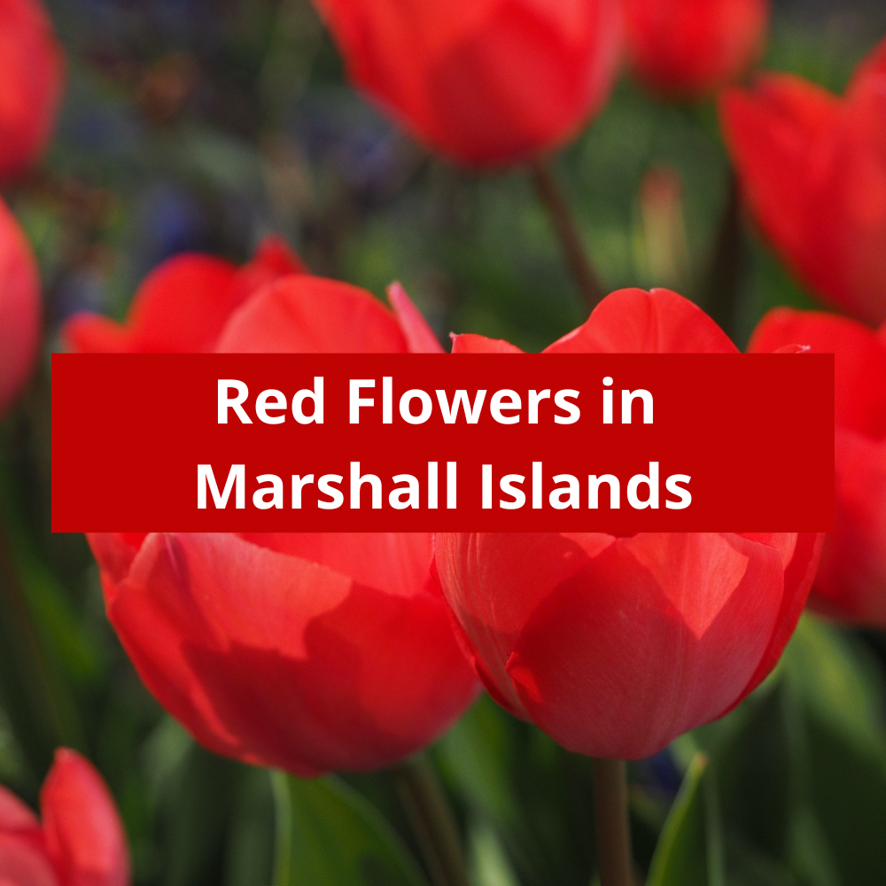 Red-Flowers-in-Marshall-Islands