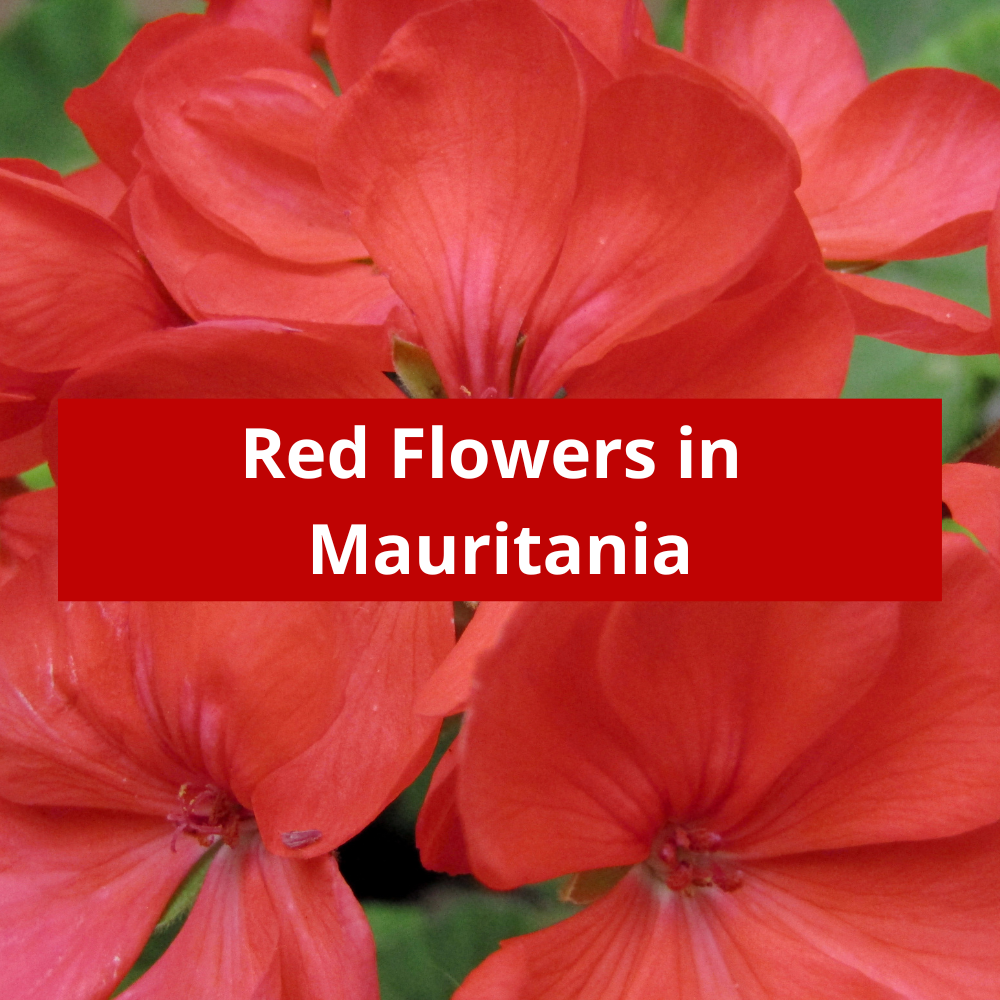 Red-Flowers-in-Mauritania