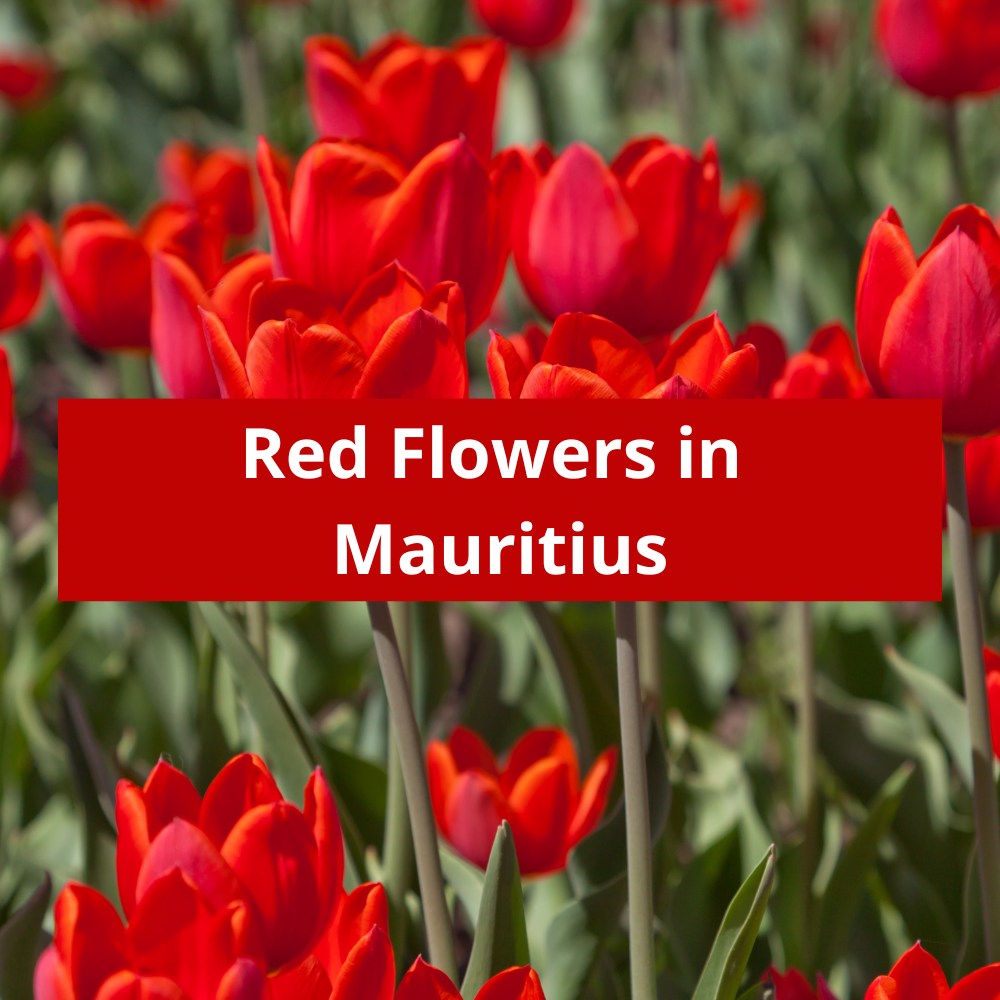 Red-Flowers-in-Mauritius