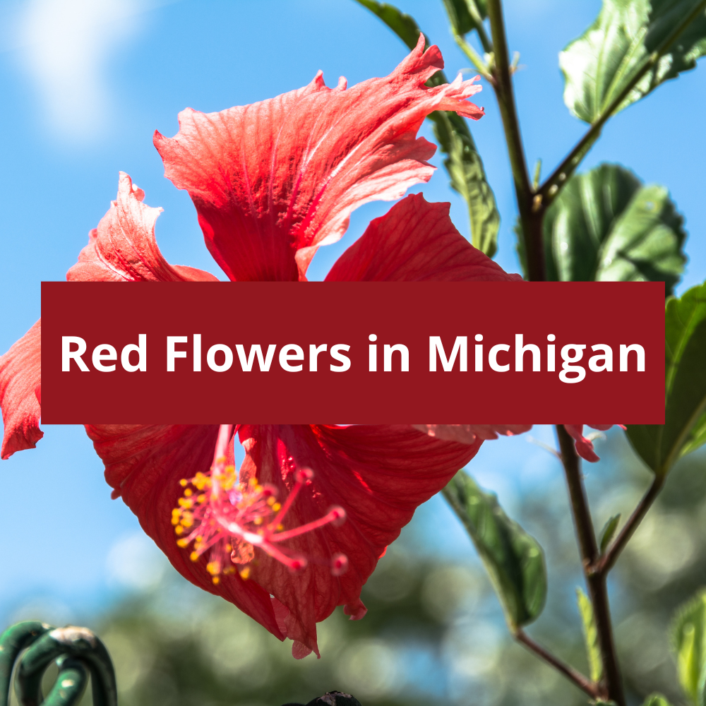 Red-Flowers-in-Michigan
