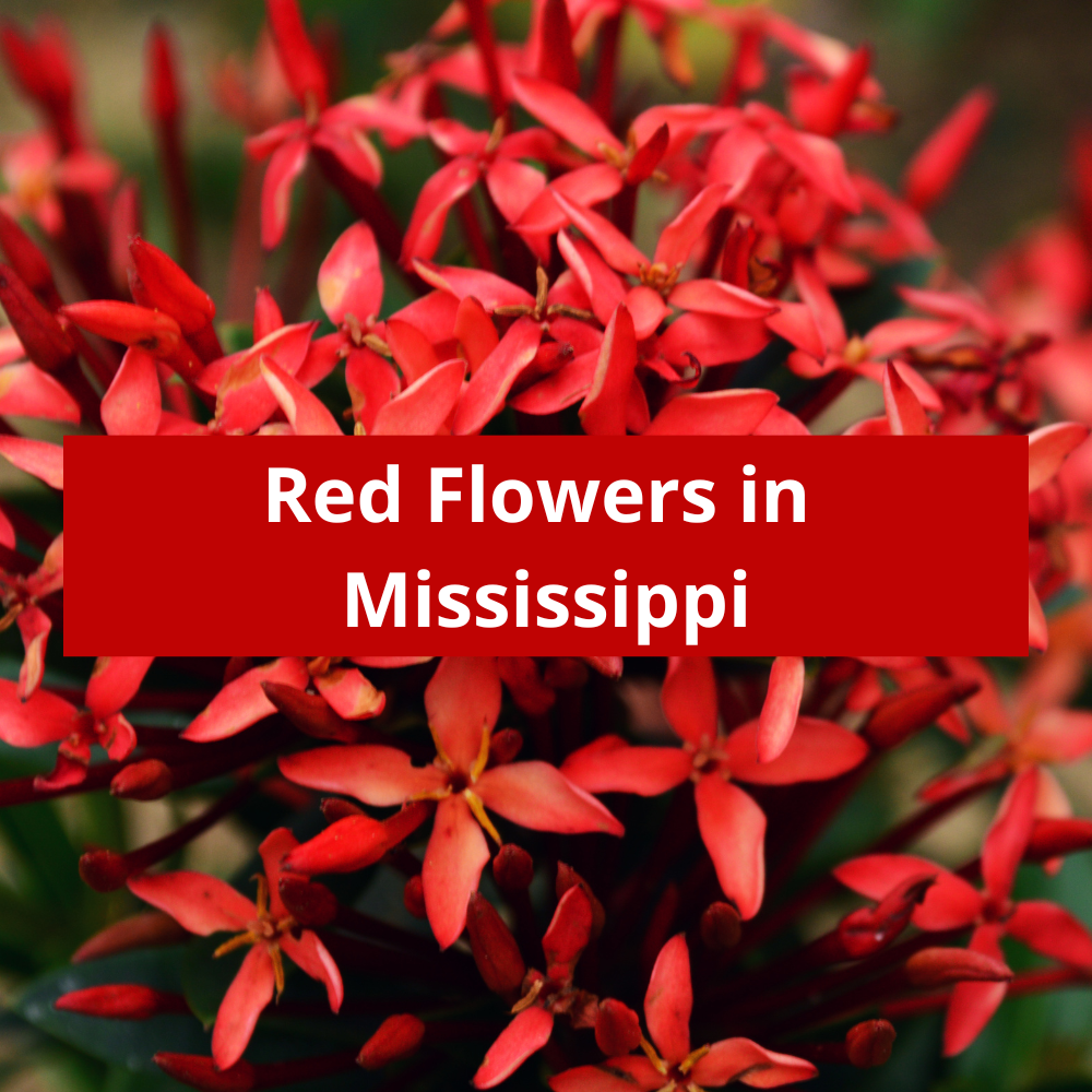 Red-Flowers-in-Mississippi