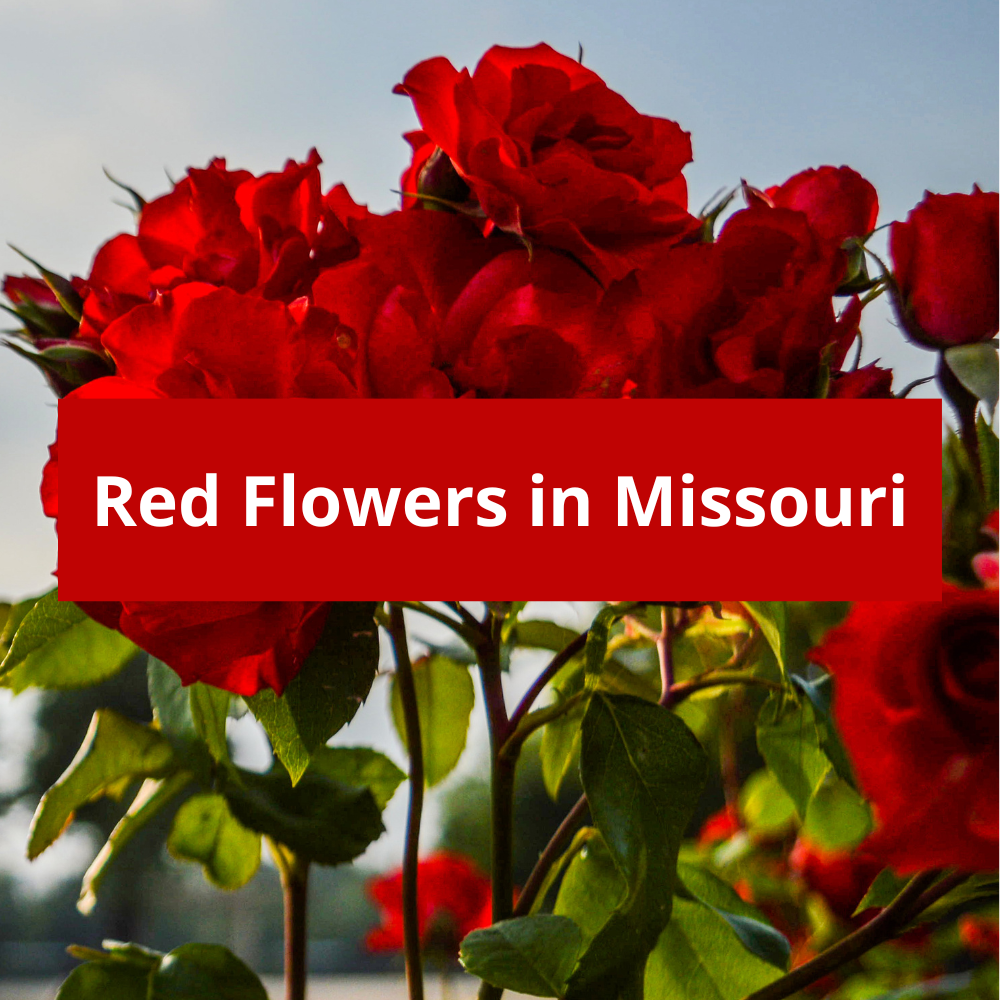 Red-Flowers-in-Missouri