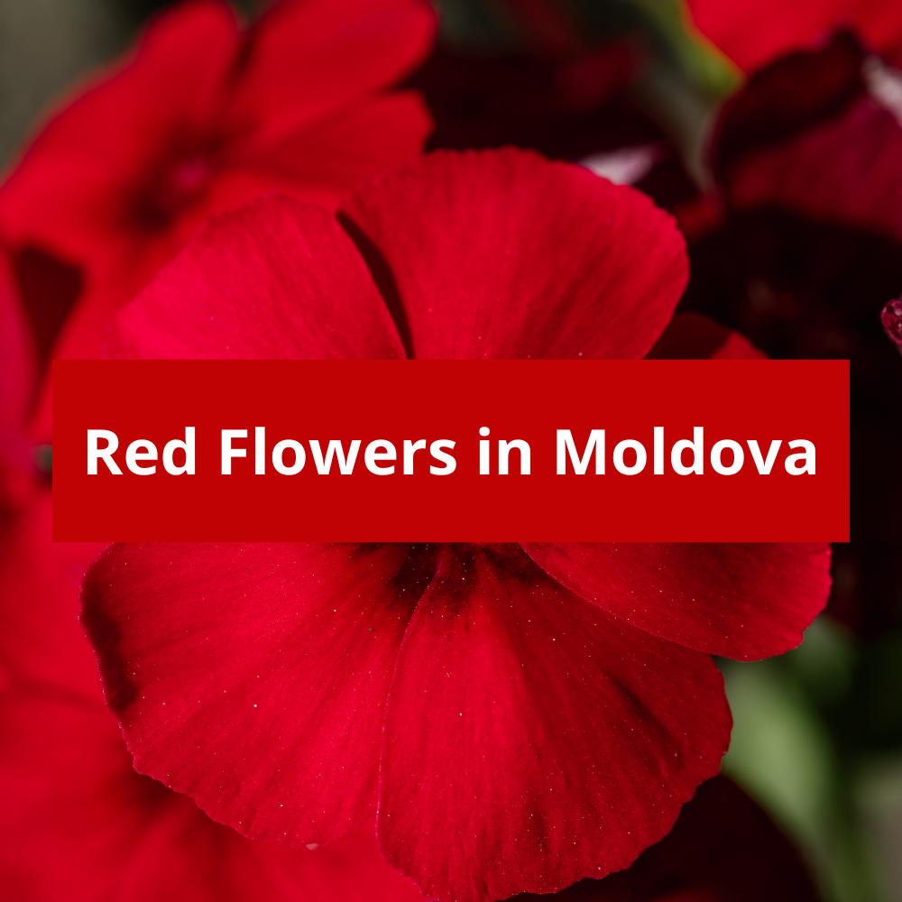 Red-Flowers-in-Moldova