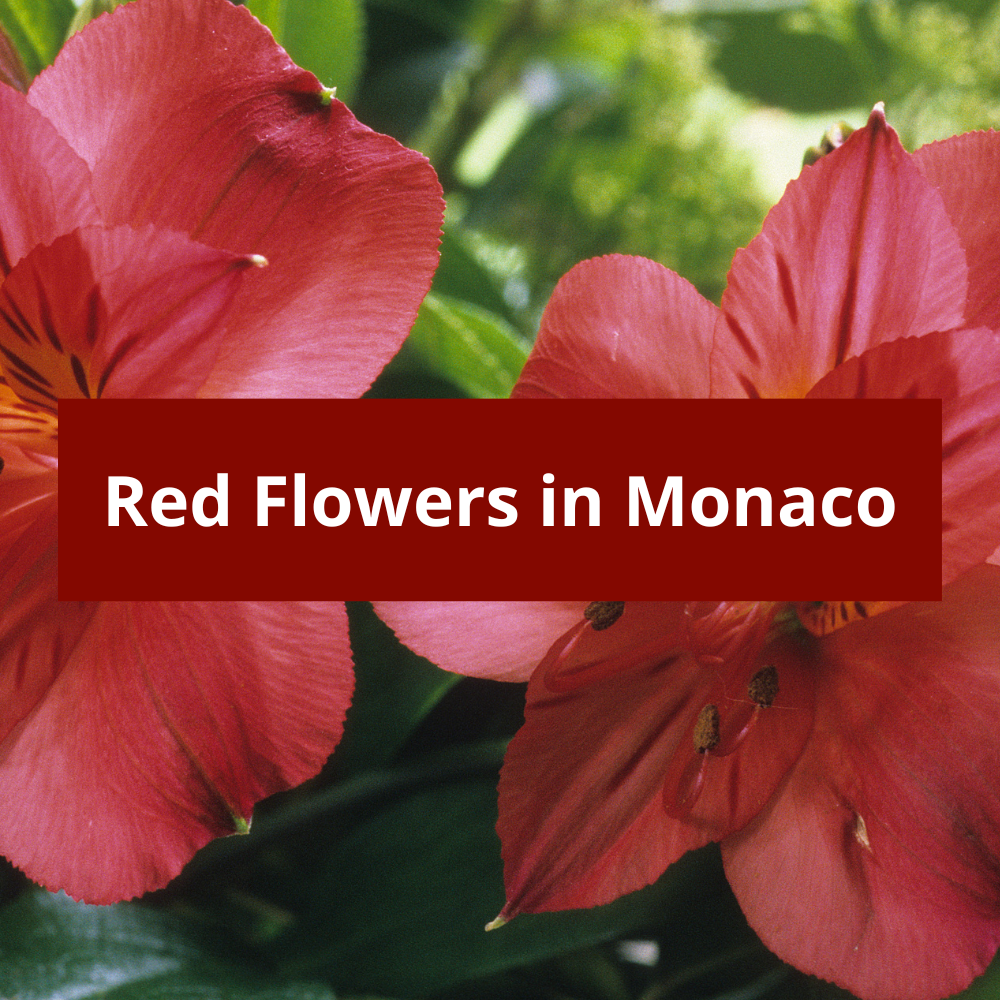 Red-Flowers-in-Monaco