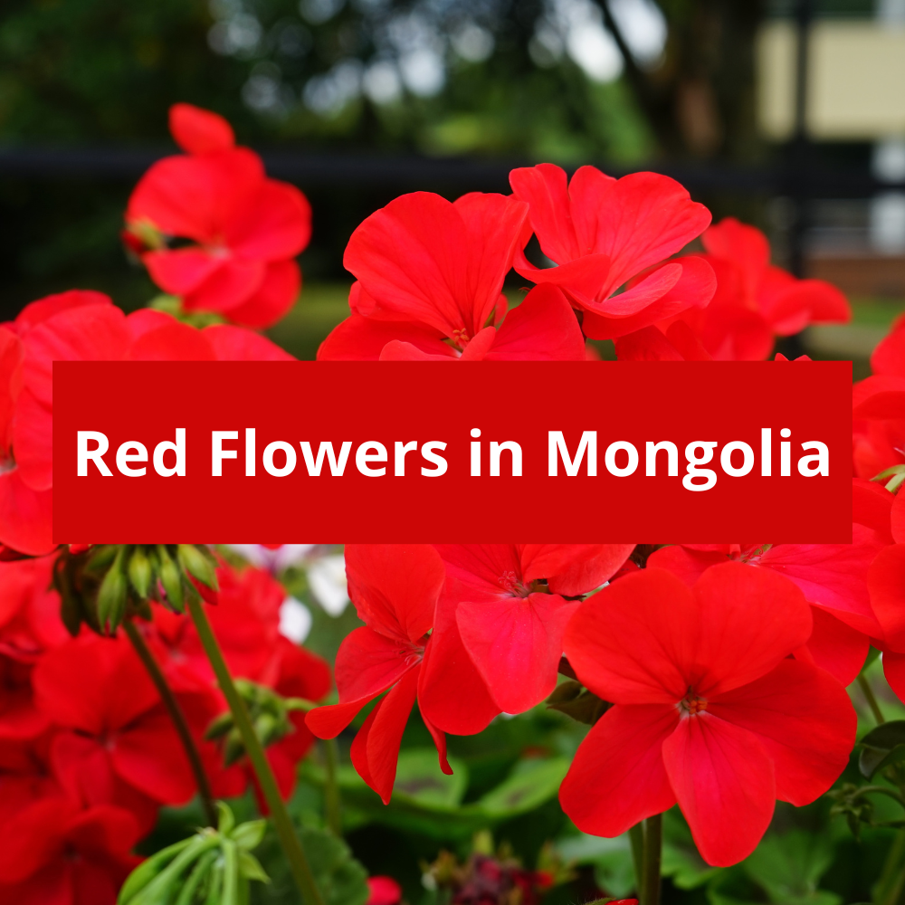 Red-Flowers-in-Mongolia