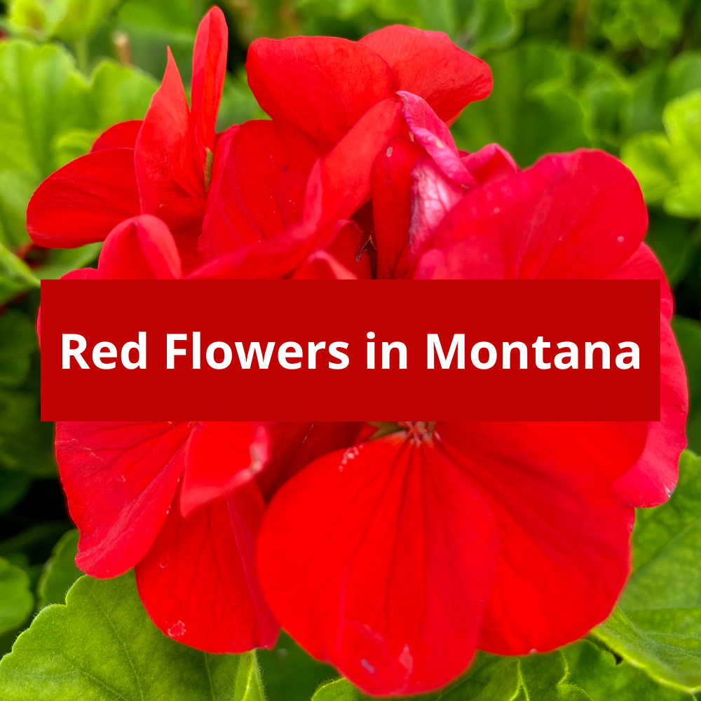 Red-Flowers-in-Montana