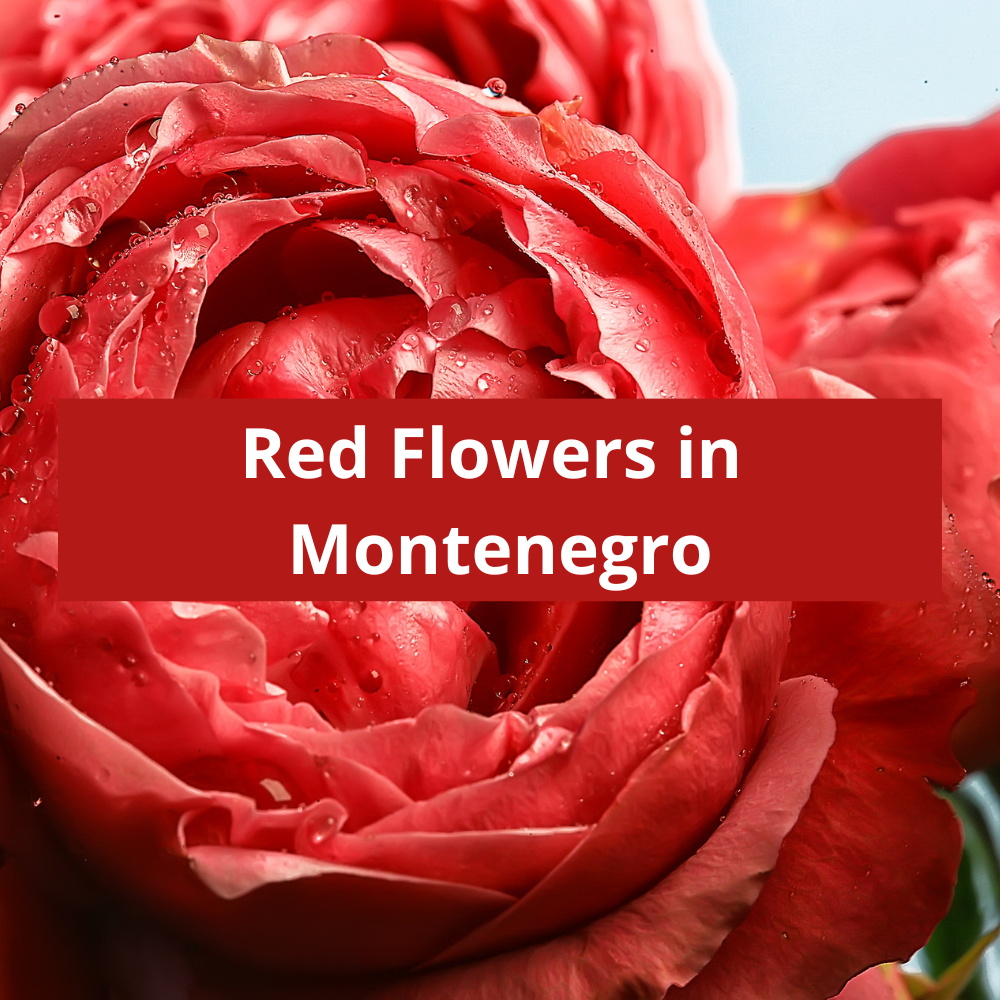Red-Flowers-in-Montenegro