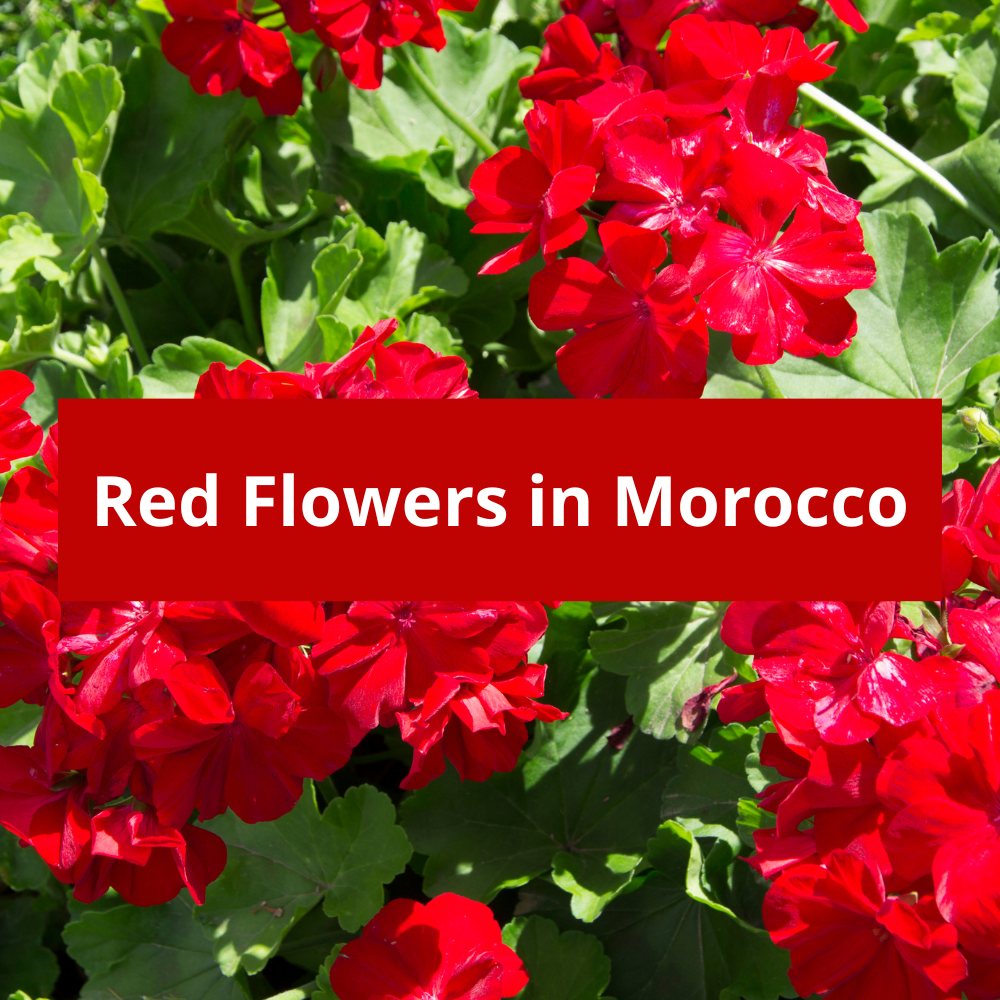Red-Flowers-in-Morocco