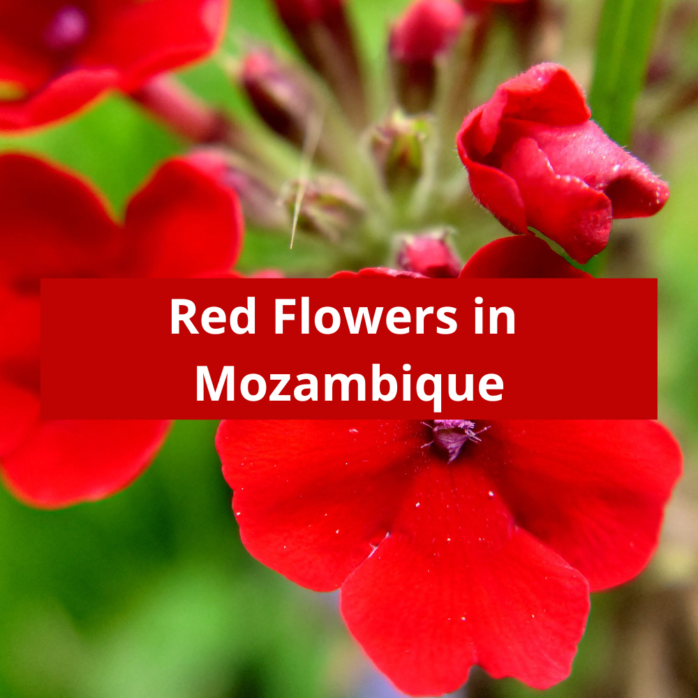 Red-Flowers-in-Mozambique