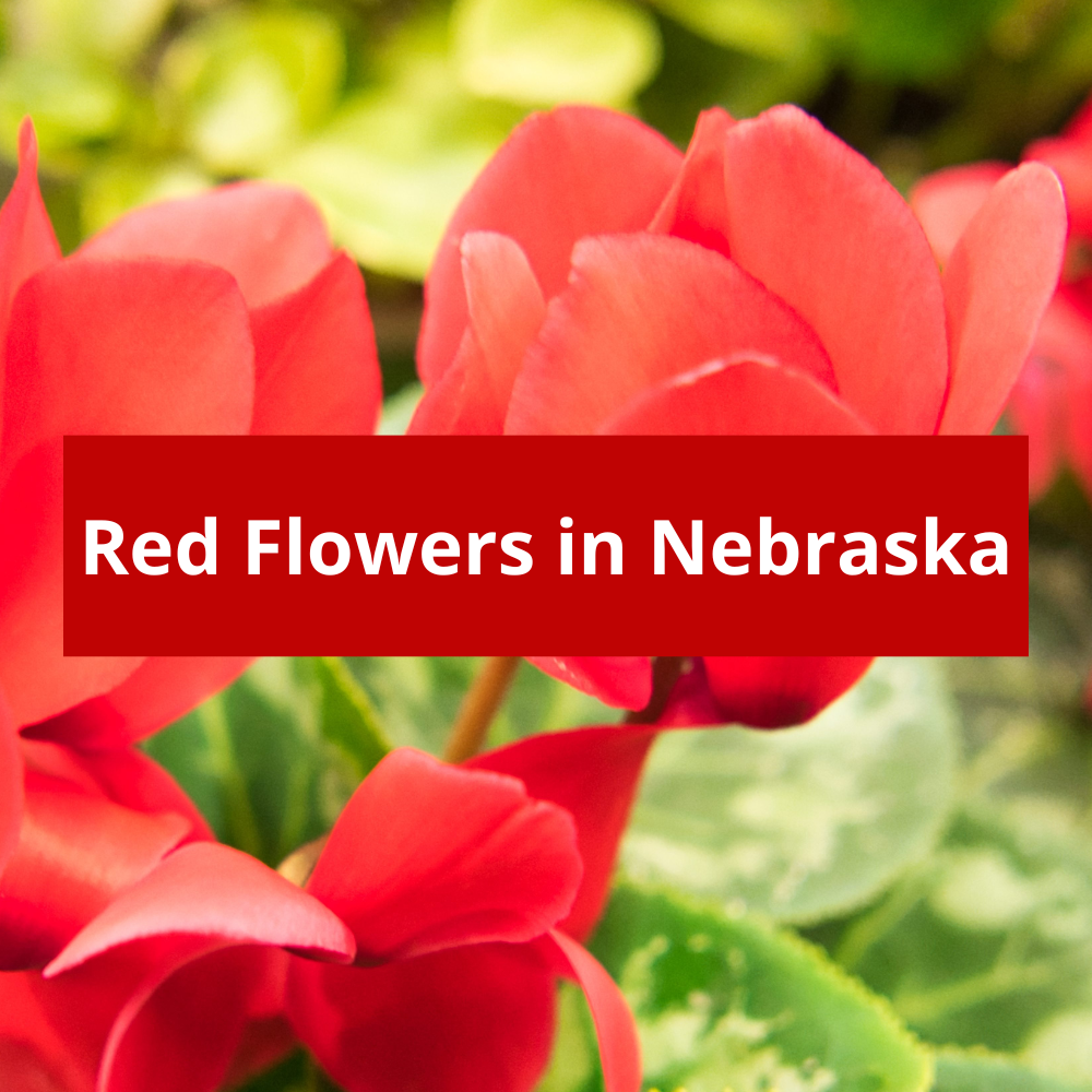 Red-Flowers-in-Nebraska