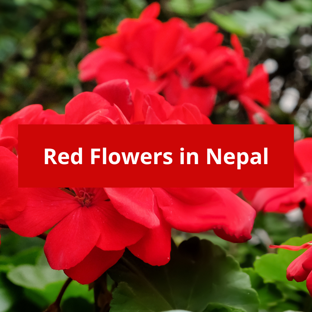Red-Flowers-in-Nepal