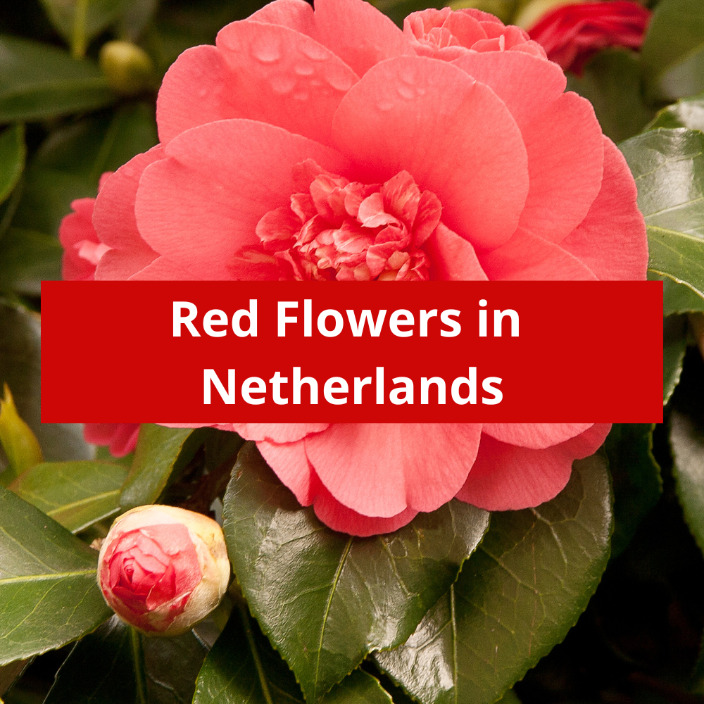 Red-Flowers-in-Netherlands