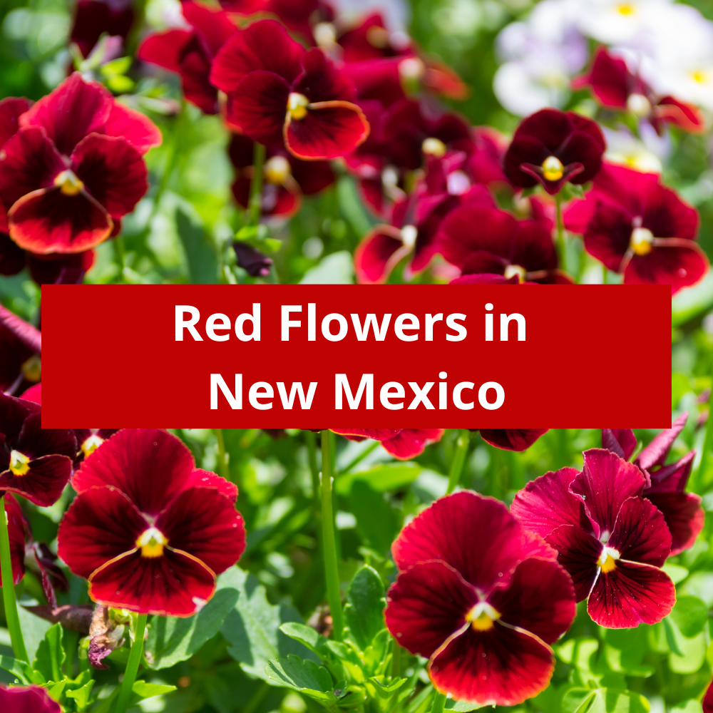 Red-Flowers-in-New-Mexico