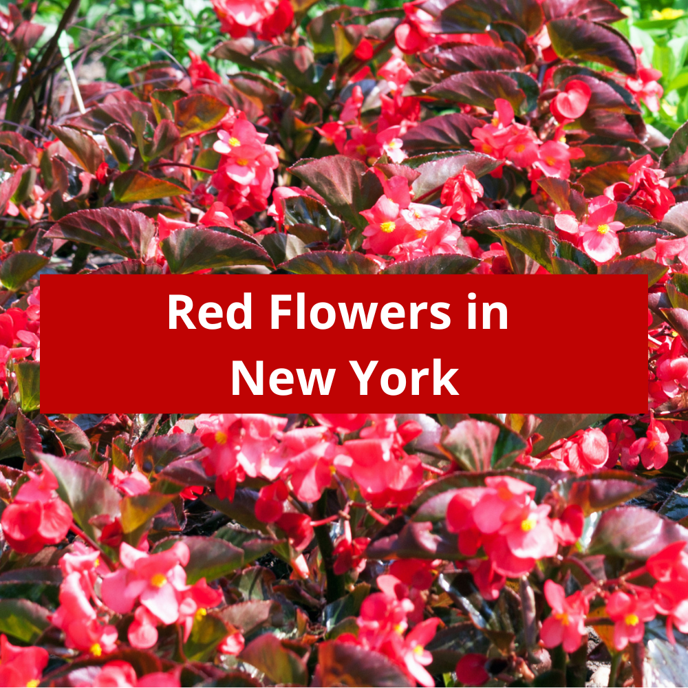 Red-Flowers-in-New-York