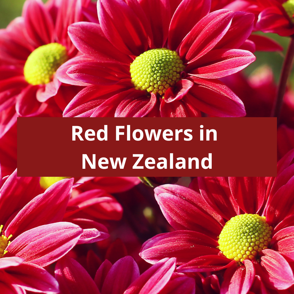 Red-Flowers-in-New-Zealand