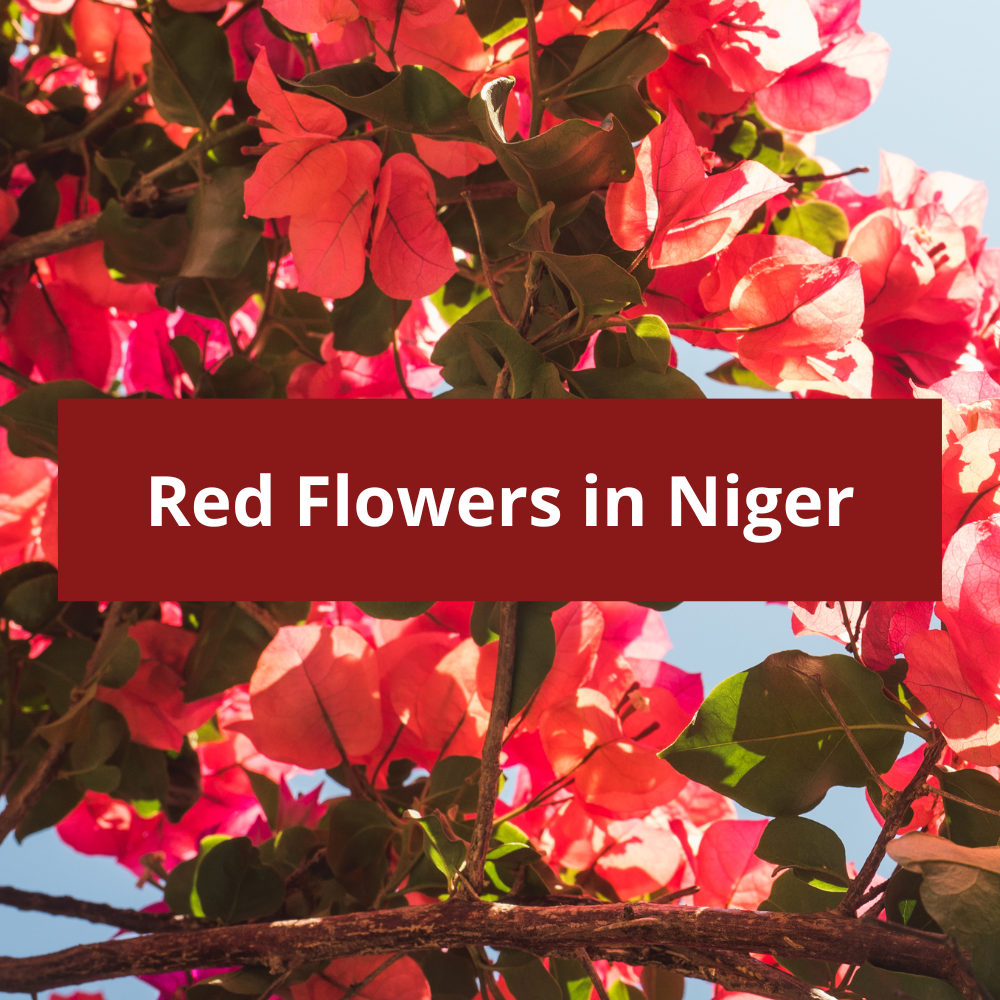 Red-Flowers-in-Niger