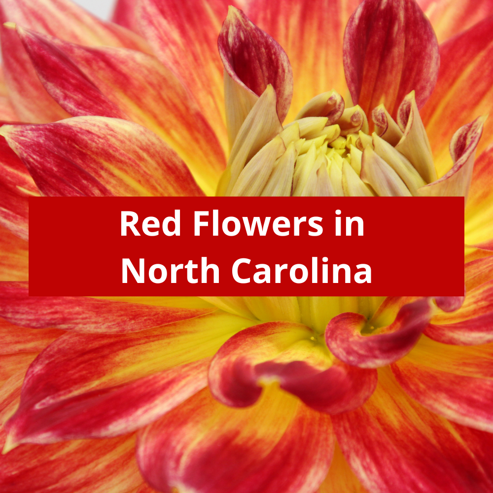 Red-Flowers-in-North-Carolina
