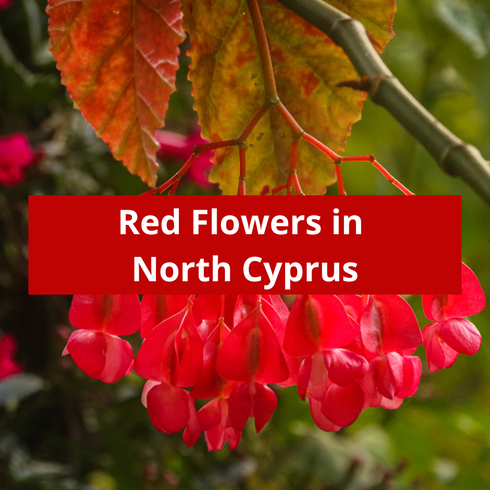 Red-Flowers-in-North-Cyprus