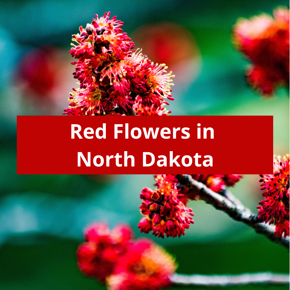 Red-Flowers-in-North-Dakota
