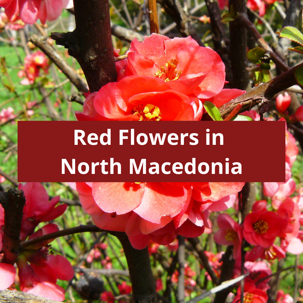 Red-Flowers-in-North-Macedonia