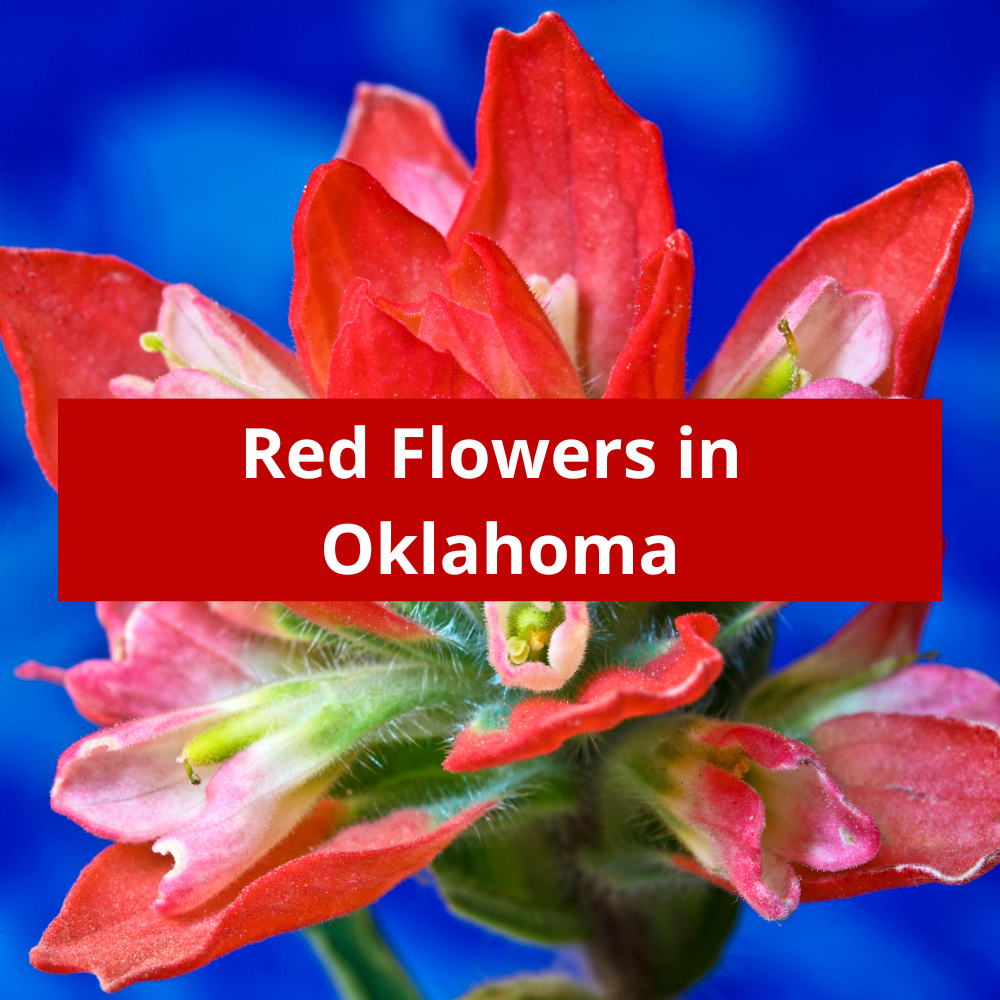 Red-Flowers-in-Oklahoma