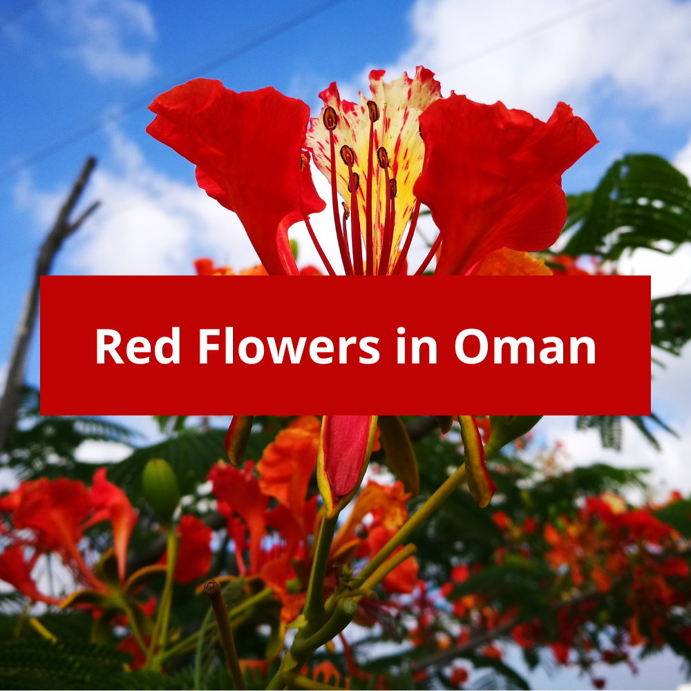 Red-Flowers-in-Oman