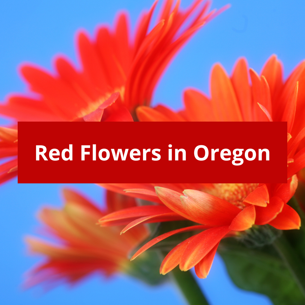 Red-Flowers-in-Oregon