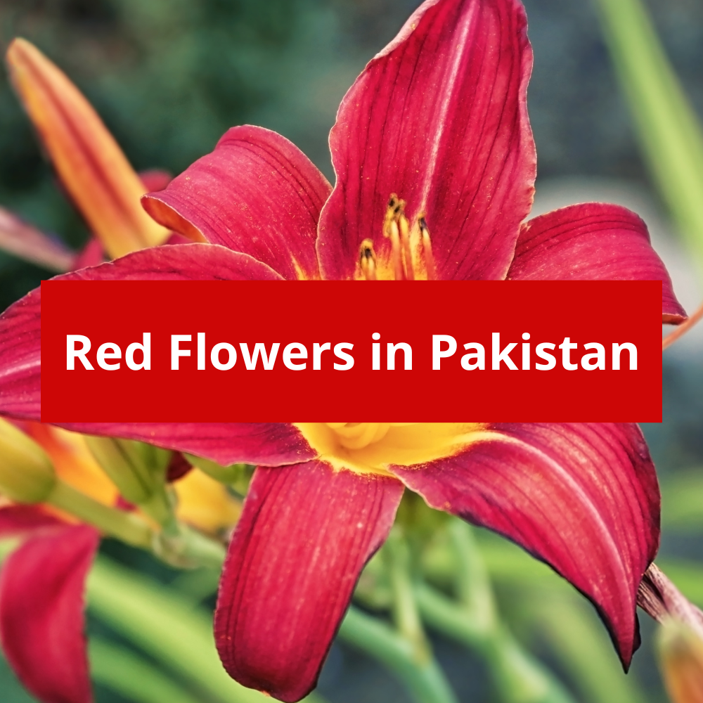 Red-Flowers-in-Pakistan