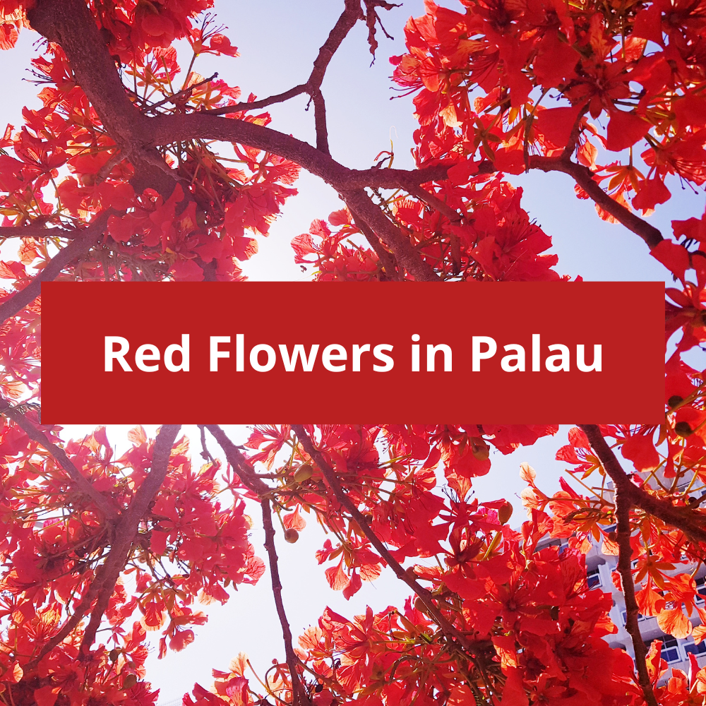 Red-Flowers-in-Palau