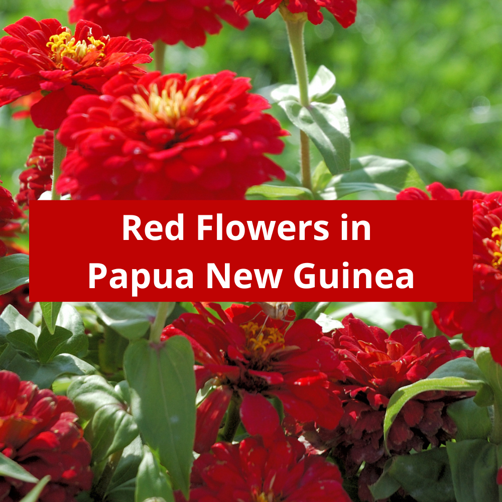 Red-Flowers-in-Papua-New-Guinea