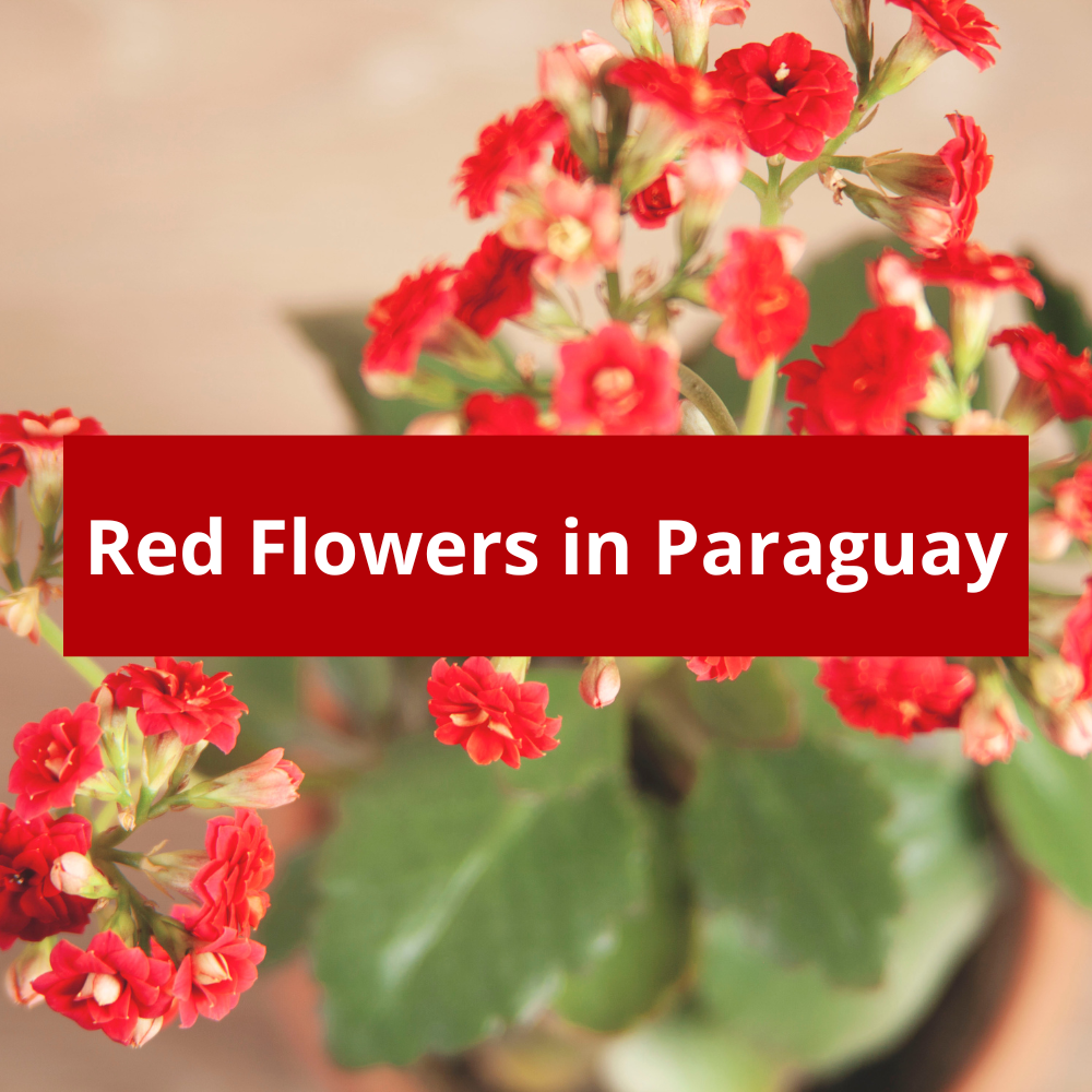 Red-Flowers-in-Paraguay