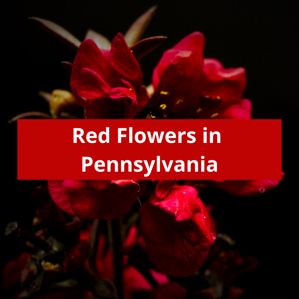 Red-Flowers-in-Pennsylvania