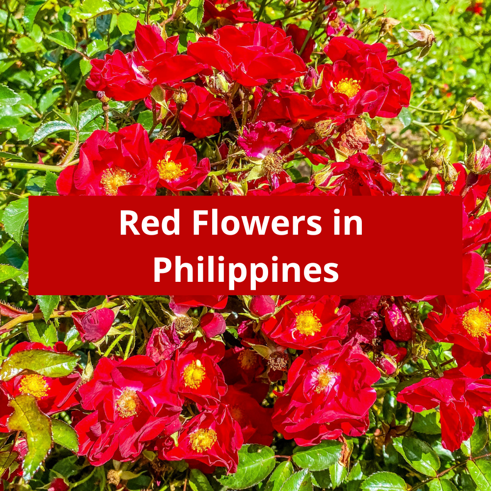 Red-Flowers-in-Philippines