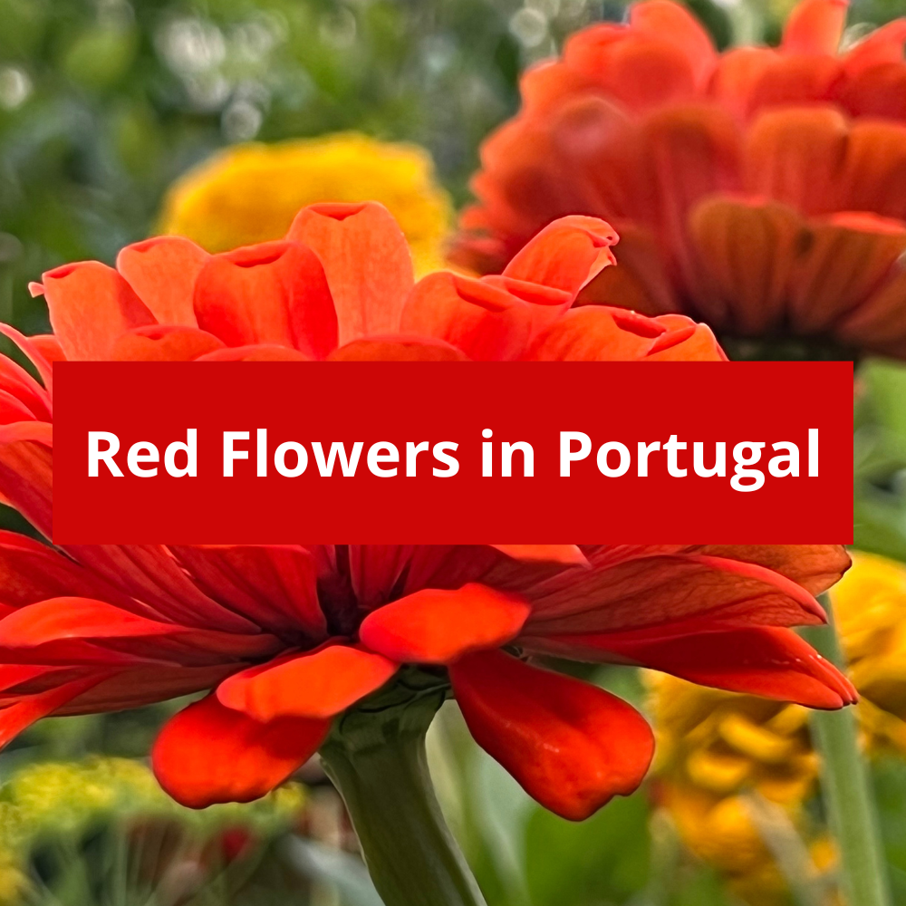 Red-Flowers-in-Portugal