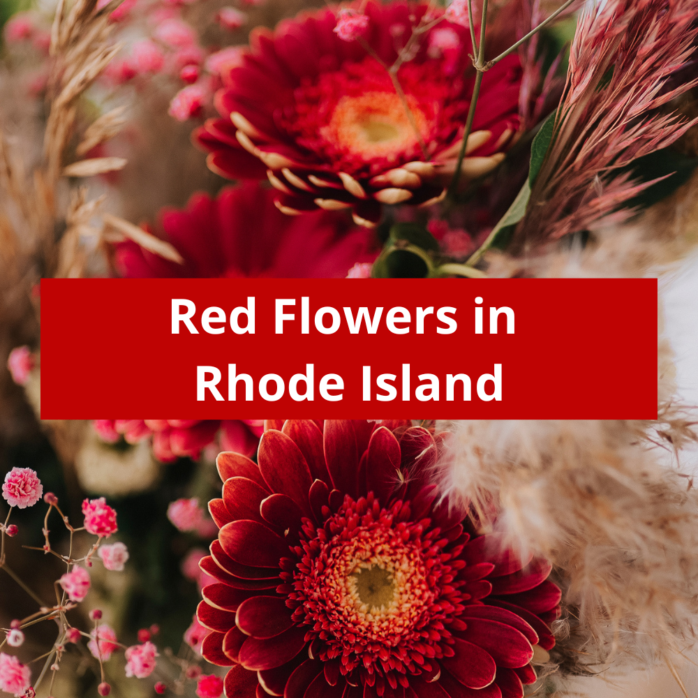 Red-Flowers-in-Rhode-Island