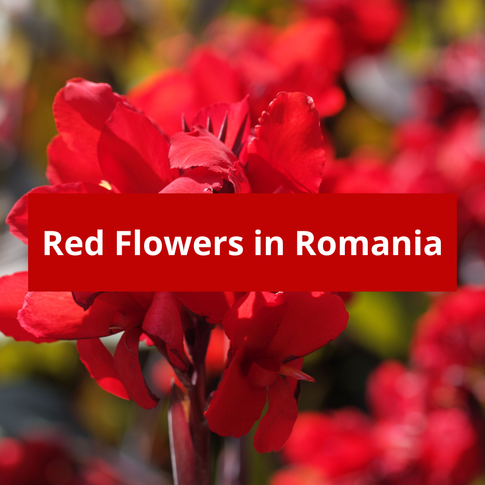 Red-Flowers-in-Romania