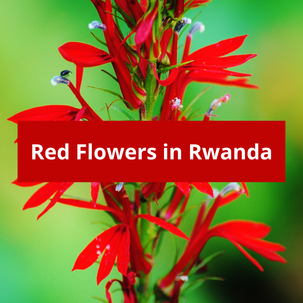 Red-Flowers-in-Rwanda