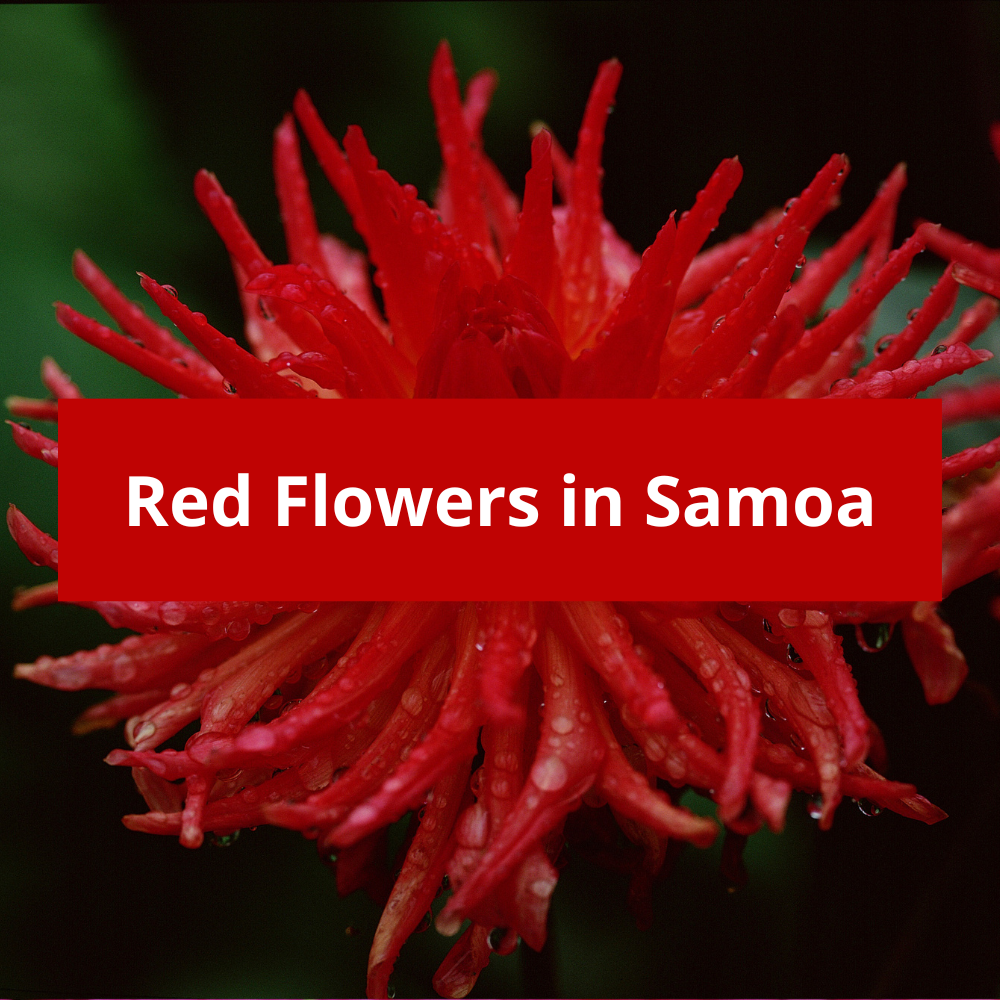Red-Flowers-in-Samoa