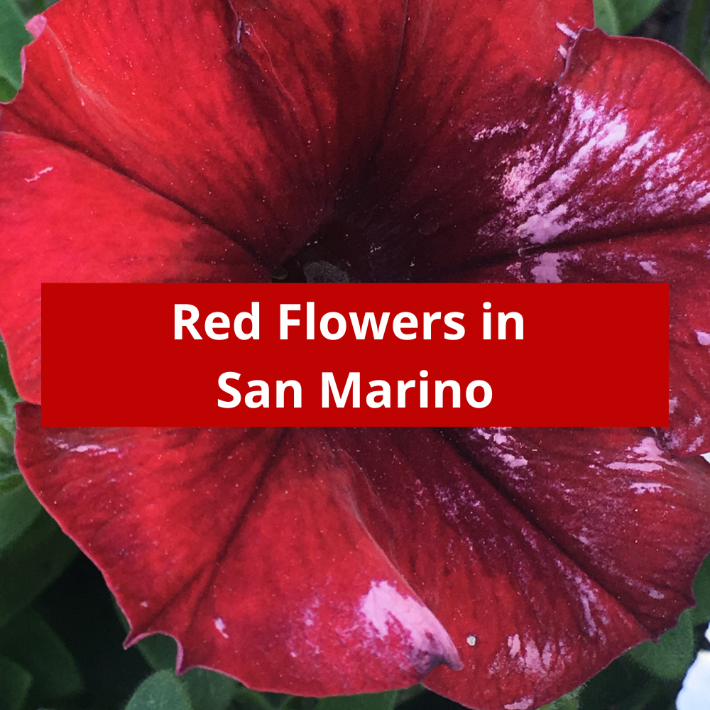 Red-Flowers-in-San-Marino
